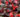 Begonia-pack-Color-Bada-Boom-MIx-closeup-web-1.jpg