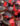 Begonia-pack-Color-Bada-Boom-MIx-closeup-web-1.jpg