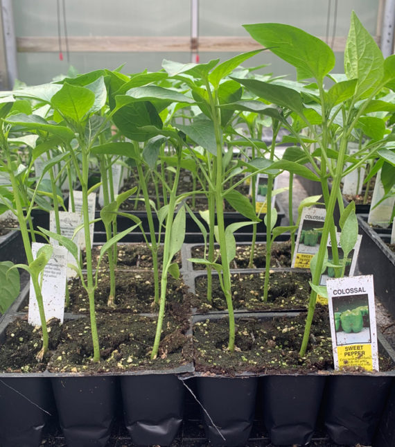 Peppers – The Garden Spot