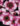 Dianthus-Parfait-Raspberry-closeup-Syngenta-1.jpg