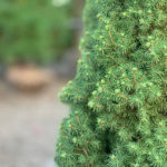 Dwarf Alberta Spruce closeup