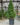 Dwarf-Alberta-Spruce-3ft-tall-Evergreen-web-700
