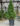 Dwarf-Alberta-Spruce-3ft-tall-Evergreen-web-700