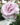 Hybrid-Tea-Rose-Bush-Color-Blue-Girl-Bloom2