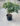 Juddi-Viburnum-Fragrant-Shrub