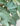 Juddi-Viburnum-Fragrant-Shrub-closup