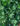 Velvet-Boxwood-Shrub-closeup-edited-web