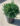 Velvet-Boxwood-Shrub-edited-web