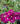 Verbena-4-5in-Pot-Color-Royal-Purple-w_Eye-web-closeup-1.jpg