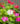 Vinca-catharanthus-roseus-vinca-flower-bringht-eye-PZGX9ZX-web