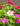 Vinca-catharanthus-roseus-vinca-flower-bringht-eye-PZGX9ZX-web
