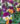 Viola-Penny-Jump-Up-Mix-4in-pot-closeup-2-web-1.jpg