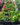 Wax-Begonia-pack-Color-Eureka-Green-Leaf-Mix-web-1.jpg
