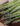 asparagus-P8YYF67-web.jpg