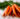 bunch-of-fresh-carrots-with-green-leaves-76BZKQZ-web