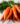 bunch-of-fresh-carrots-with-green-leaves-76BZKQZ-web