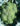 close-up-broccoli-in-a-farm-big-broccoli-plantatio-Z67L9JV-close-up-web.jpg