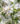 flowering-crabapple-tree-closeup-WEB
