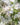 flowering-crabapple-tree-closeup-WEB
