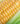 fragment-of-a-cob-of-ripe-corn-in-leaves-PSN685R-web