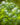 fresh-basil-herb-in-garden-background-PADRJYT-web.jpg