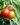 harvest-ripening-of-tomatoes-in-a-greenhouse-Y76JLBR-web-700.jpg