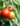 harvest-ripening-of-tomatoes-in-a-greenhouse-Y76JLBR-web-700.jpg