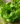 raw-green-organic-butter-lettuce-MN3P4KY-web