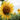 sunflower-with-beautiful-GLEKPUT-web