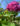 Bloomstruck-Hydrangea-shrub