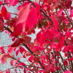 Burning Bush Red Leaf in Fall Closeup