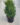 Buxus-Boxwood-Green-Mountain-Evergreen-Shrub