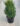 Buxus-Boxwood-Green-Mountain-Evergreen-Shrub