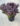 Concorde-Barberry-dark-purple-foliage-shrub