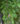Hemlock-Tree-closeup