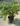 azalea-shrub