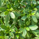 Azalea Cascade green leaf closeup