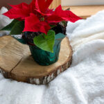 Poinsettia 4 inch potted red