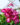 Ivy-Geranium-Contessa-Burgundy-Bicolor