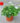 Geranium-Red-White-Combos-12-inch-potted2