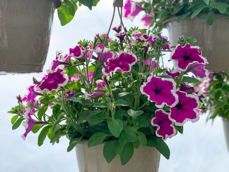 Petunia Hanging Basket The Garden Spot