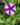 Supertunia-Petunia-Mini-Vista-Violet-Star-4-inch-potted-closeup