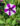 Supertunia-Petunia-Mini-Vista-Violet-Star-4-inch-potted-closeup