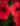 red-petunia-flowers-KVQK62M-web