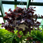 Wandering Jew Tradescantia zebrina