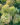 Hydrangea-Limelight-tree-web