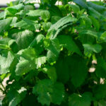 Mint Herb