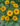 The-Garden_Spot-Fall-2025-Sunflowers–Rudbeckia-web2