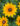 The-Garden_Spot-Fall-2025-Sunflowers–Rudbeckia-web3
